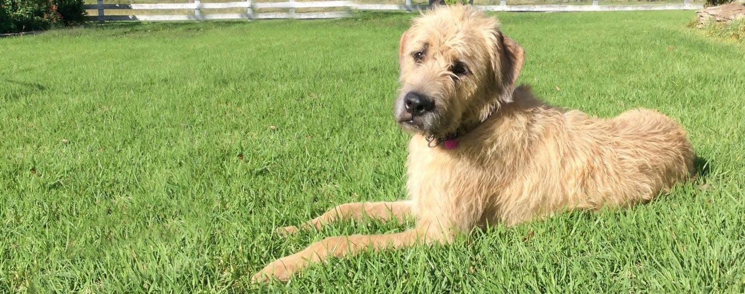 Irish wolfhound mastiff mix puppies hot sale for sale